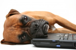 tired dog